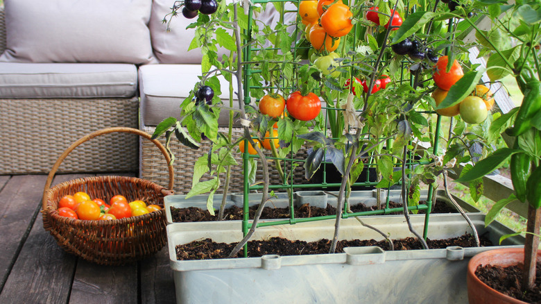 container garden with tomatoes