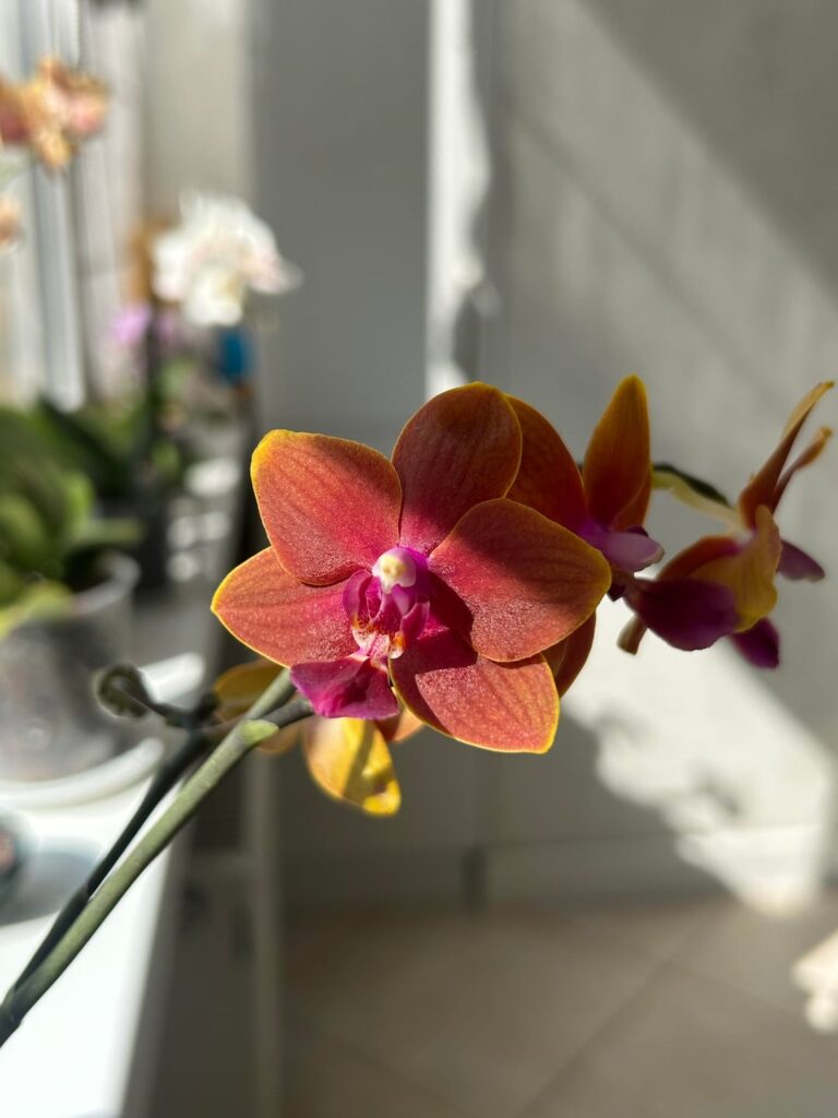 Is this type/ color of orchid rare? Is this type/ color of orchid rare?