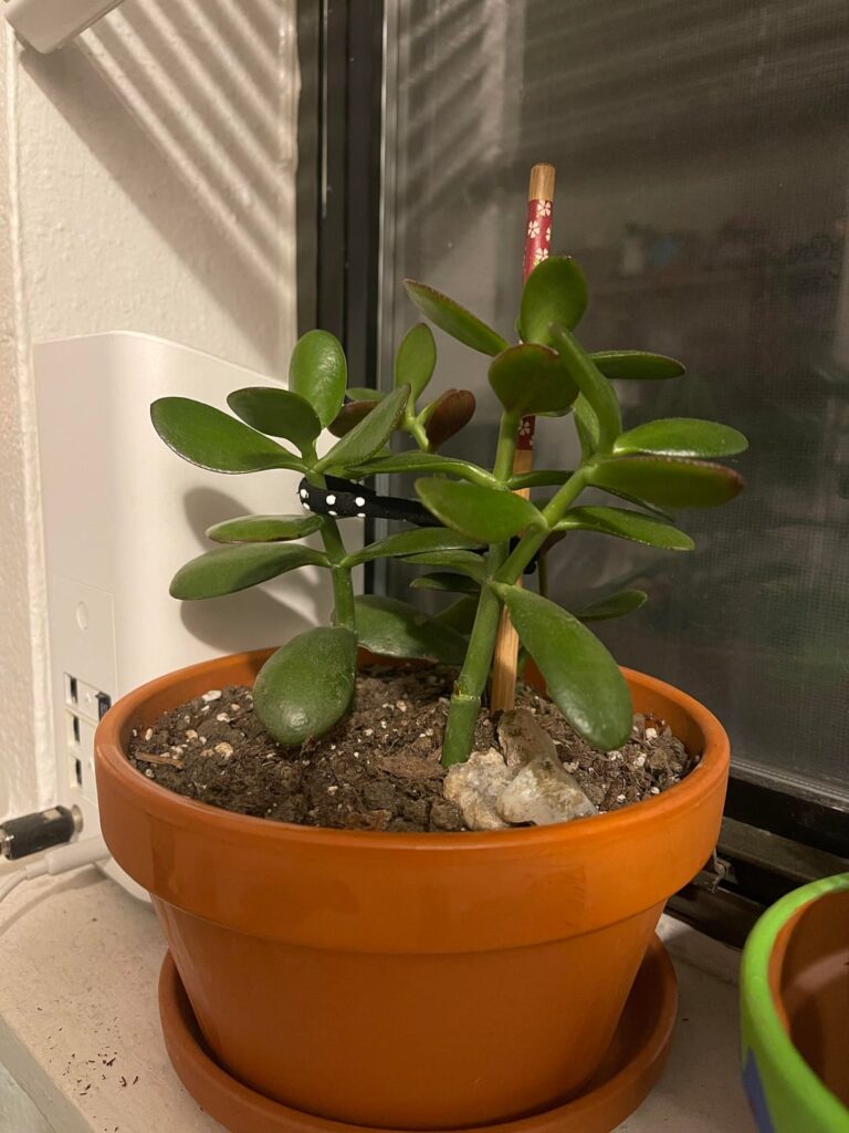 Someone gave me this plant a week ago and three leaves have already fallen off. Any advice? Someone gave me this plant a week ago and three leaves have already fallen off. Any advice?