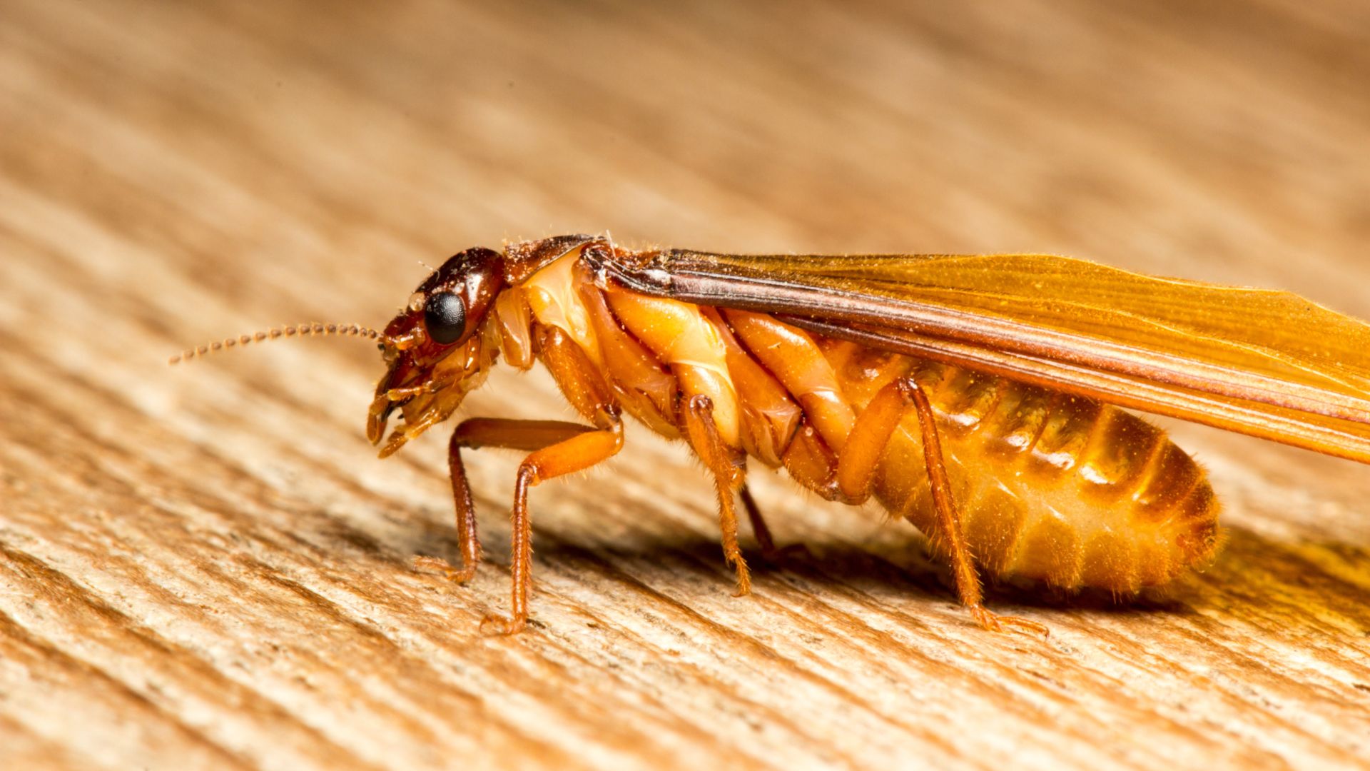 A close up picture of termites