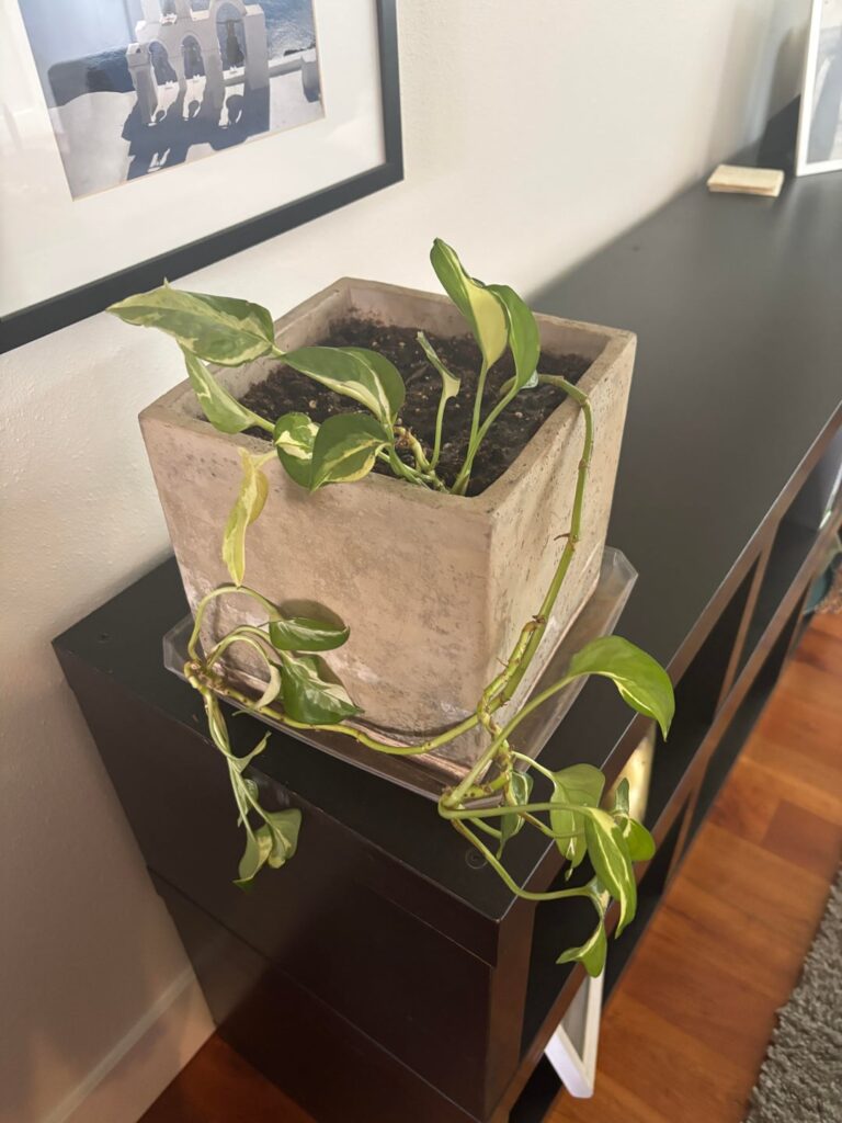 Golden Pothos Help