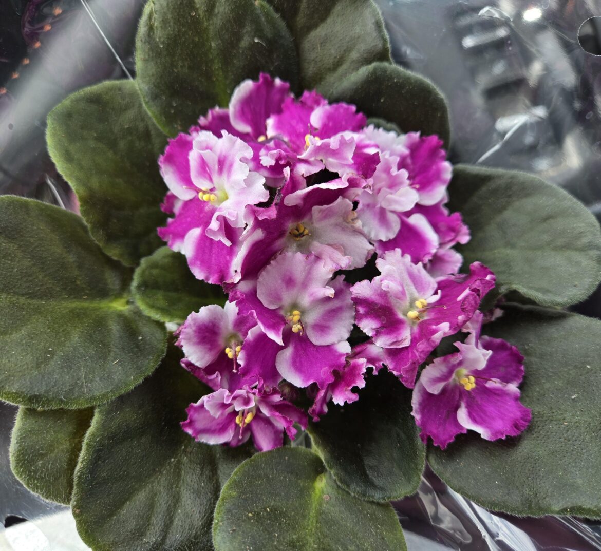 New Plant from Lowe's