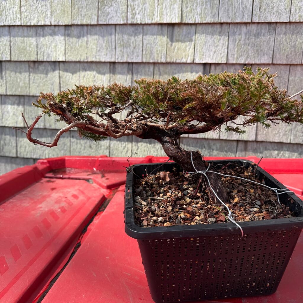 Newest Yamadori has me especially psyched out of my mind