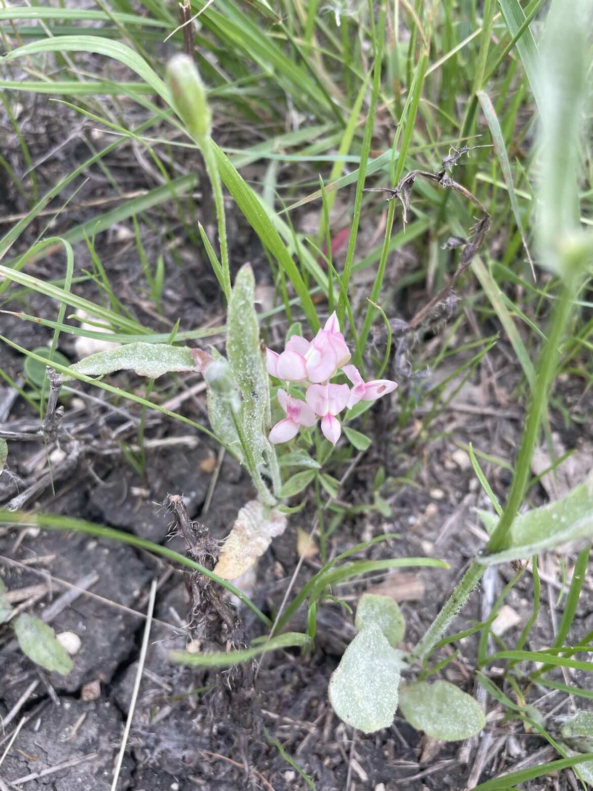 Pink Bluebonnet