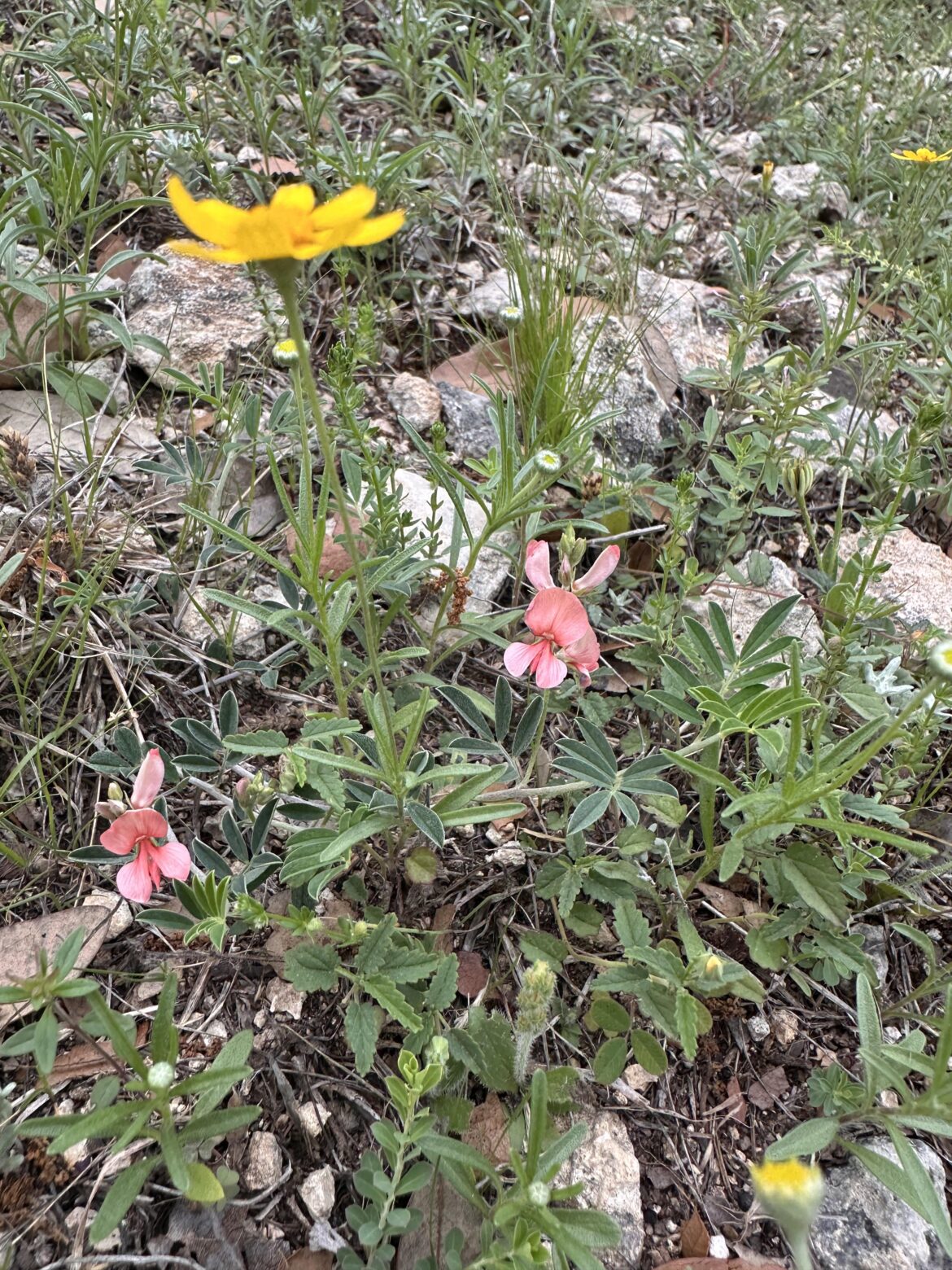 Pink Bluebonnets? Pink Bluebonnets?