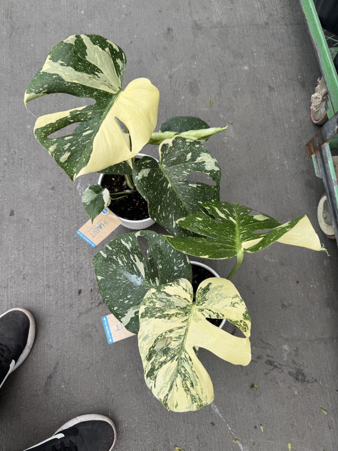 Fresh batch of Thai cons at Lowe’s. Nice variegation on these two