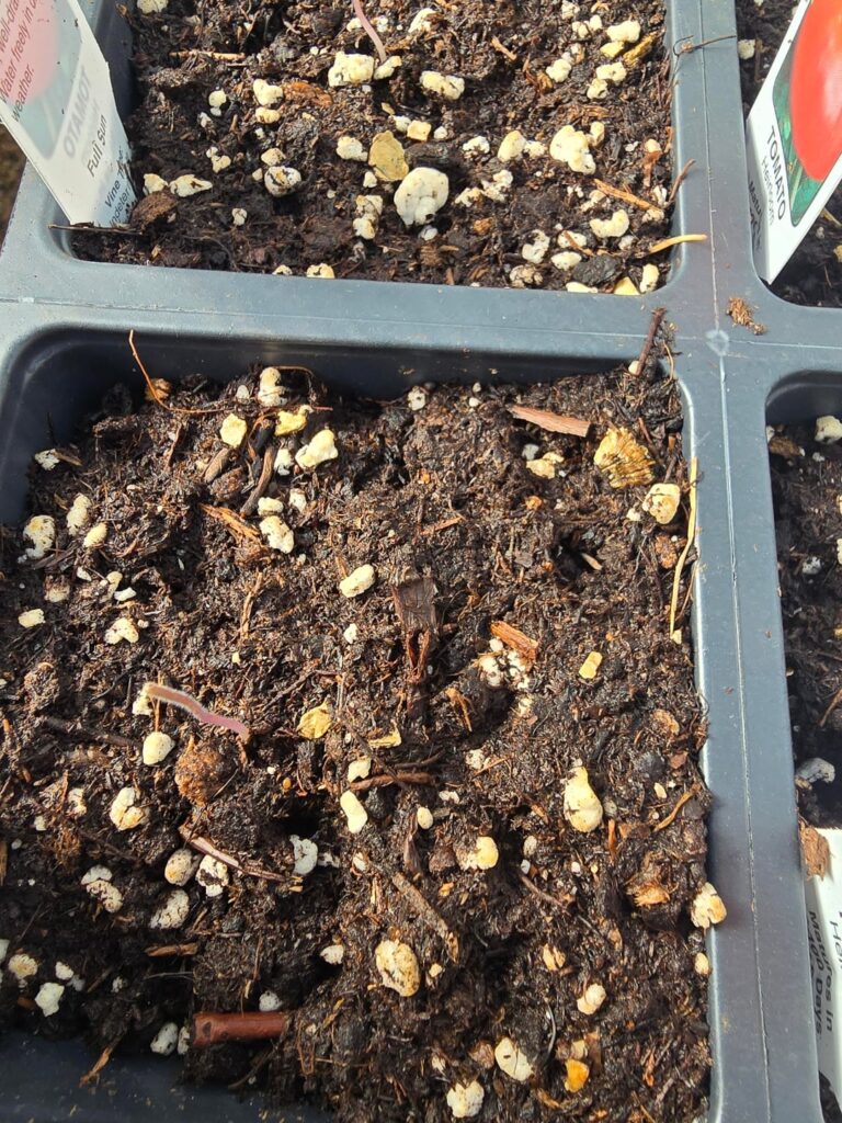 Seed leaves not developing?