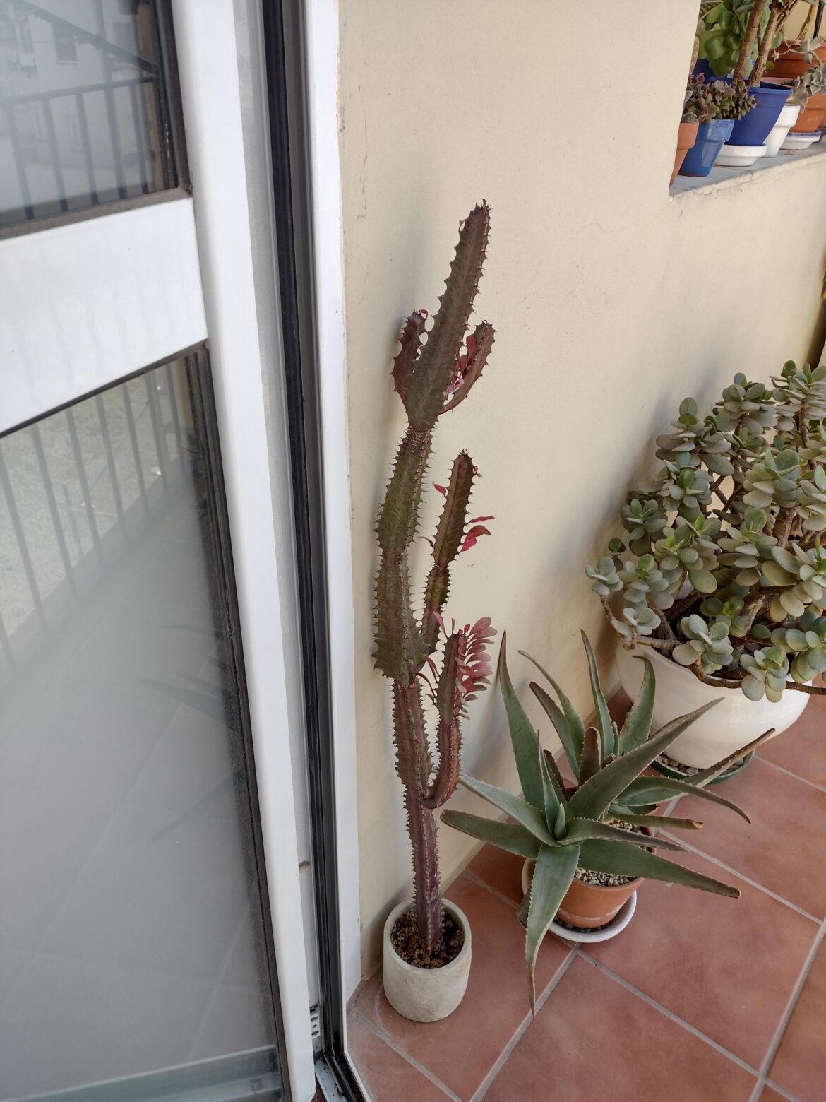Euphorbia trigona rubra help please