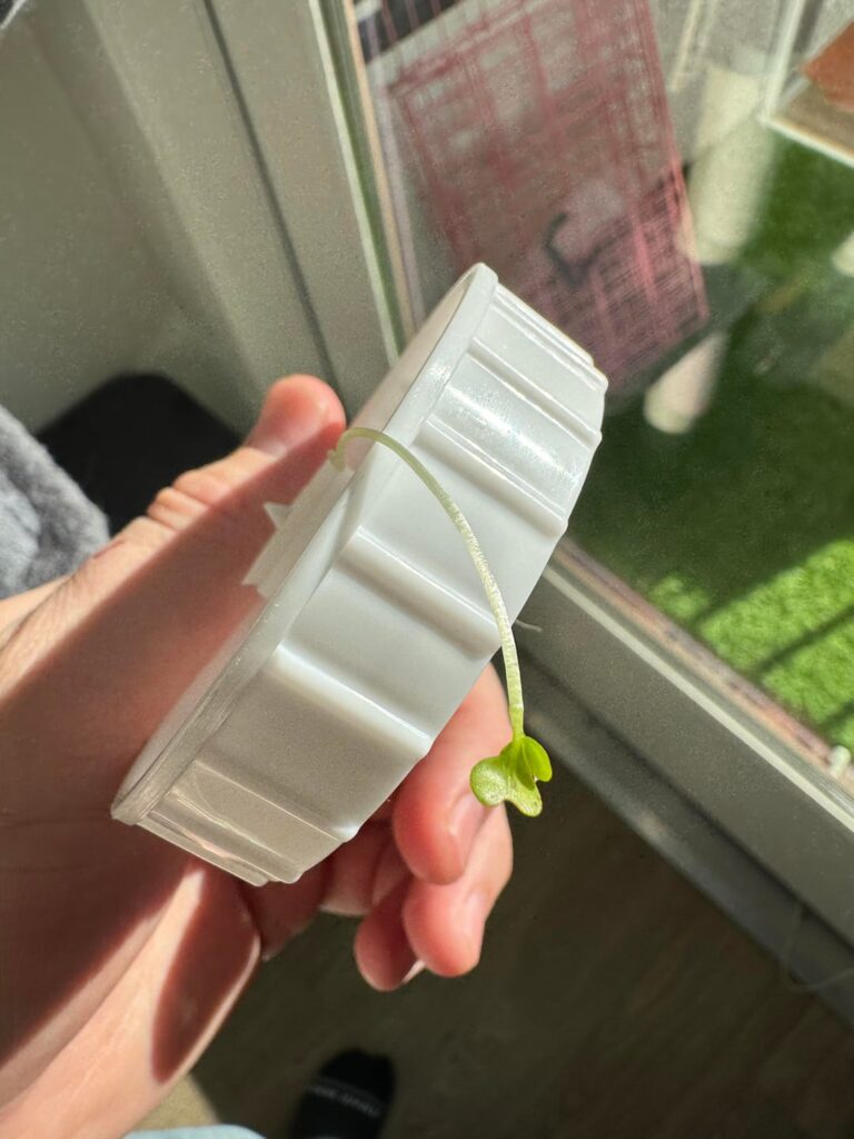 So this plant started growing from my cats water-feeder. What could it be?