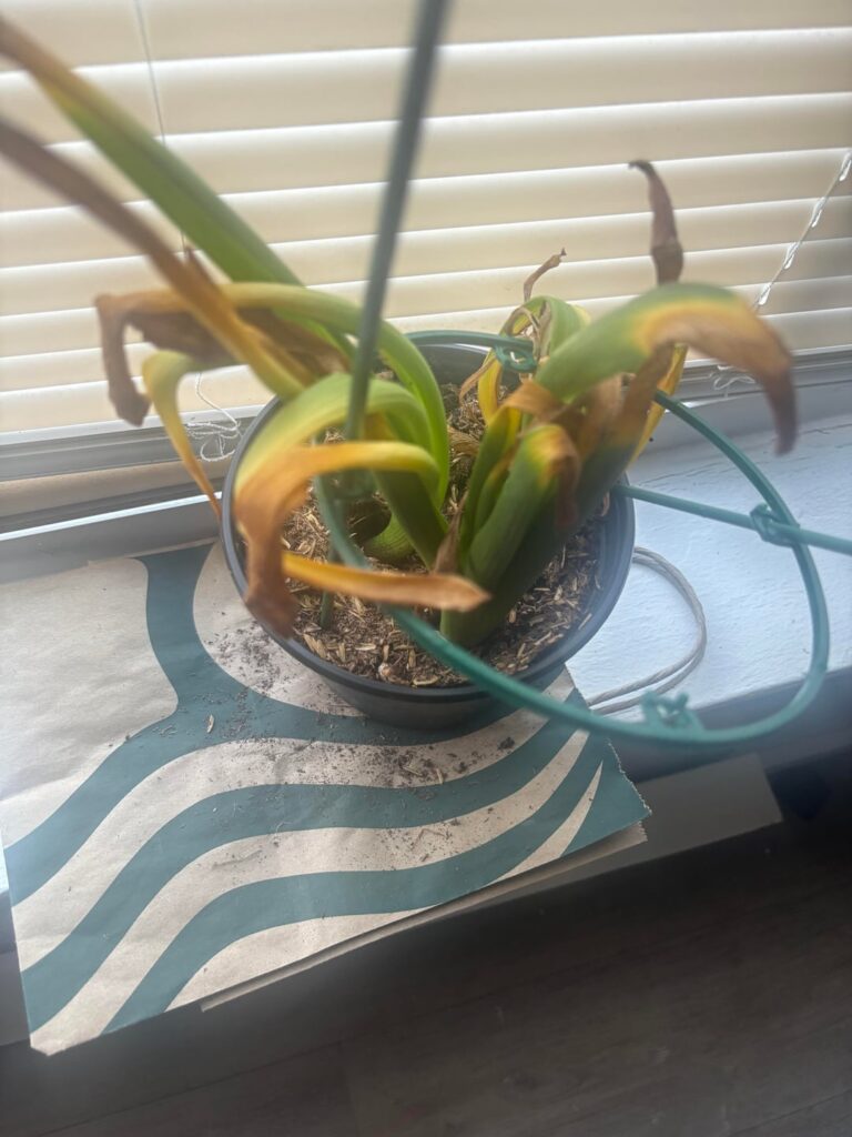 What do I need to do to my Hyacinth (if anything)?