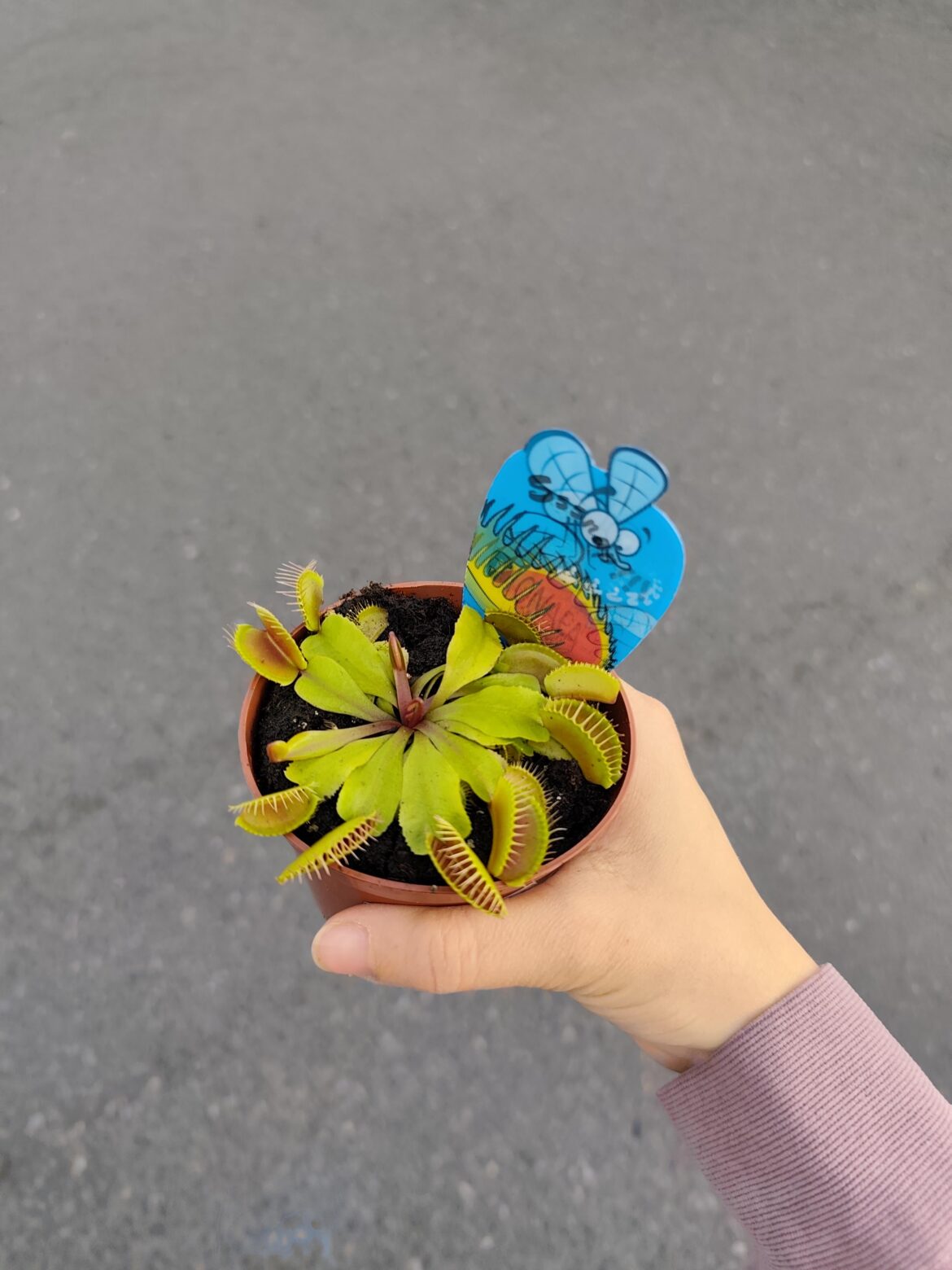 my 4 year old picked a Venus flytrap for his first plant