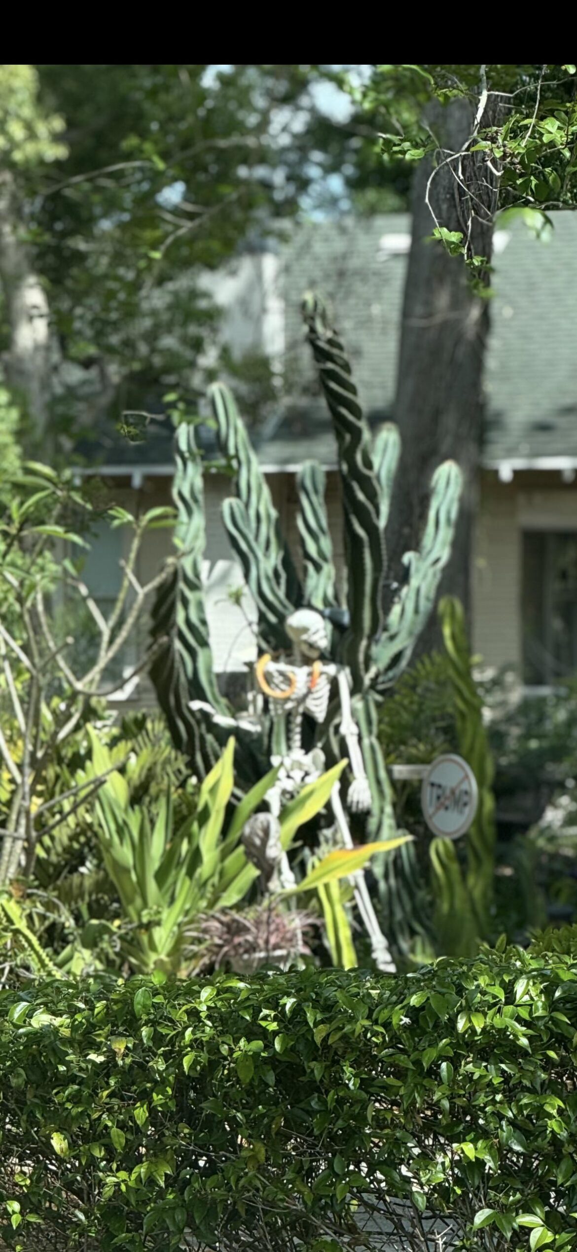 What species of cactus is this