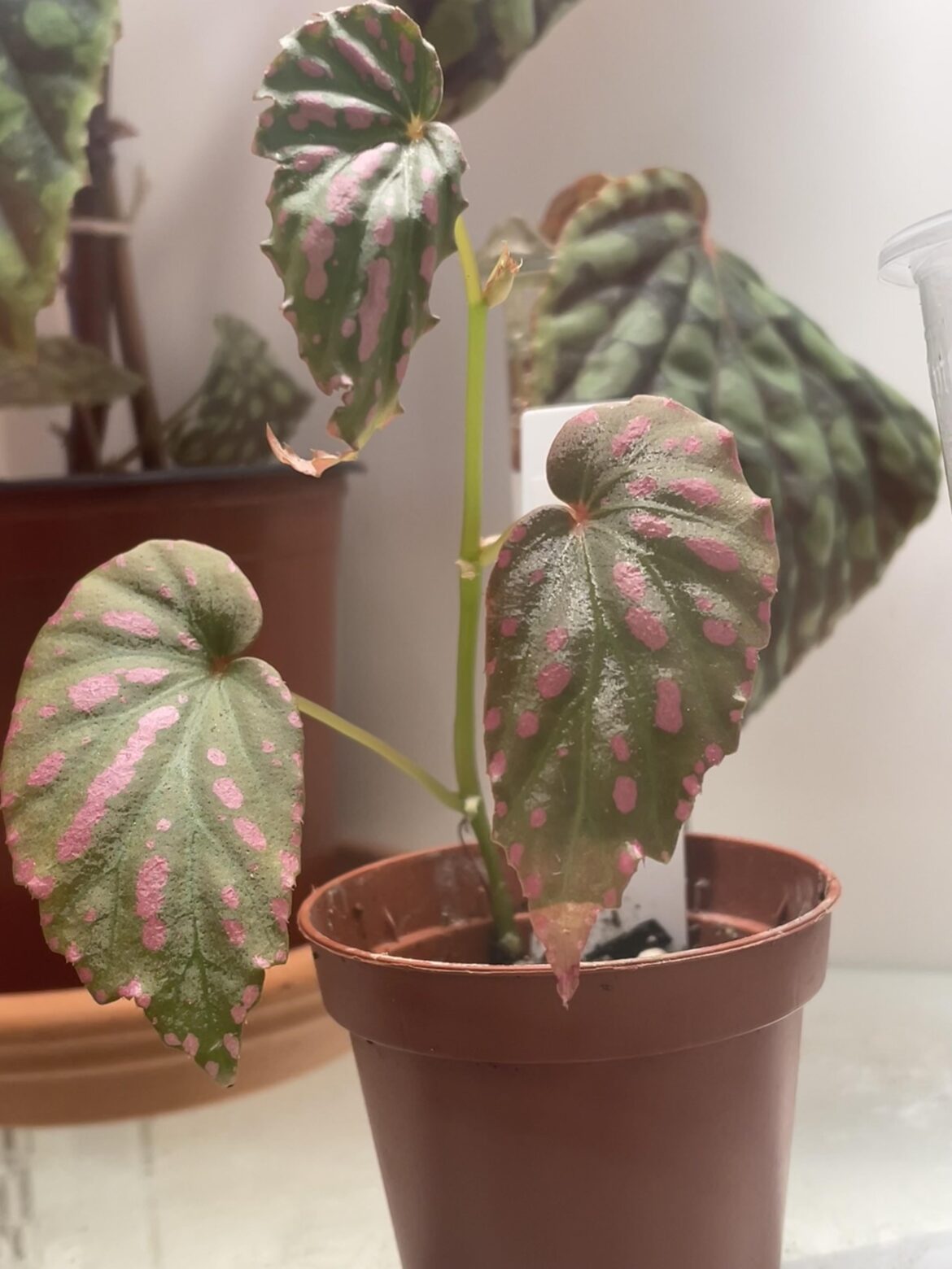 Negrosensis Leaf Melting