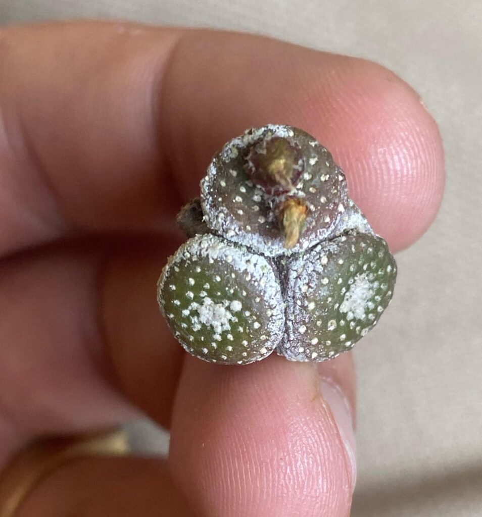 Worlds smallest species of cactus - Blossfeldia Liliputana