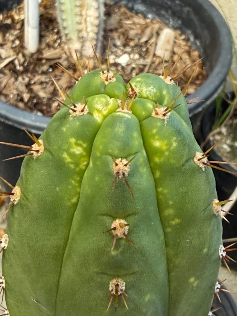 Is this mite damage or something bigger?