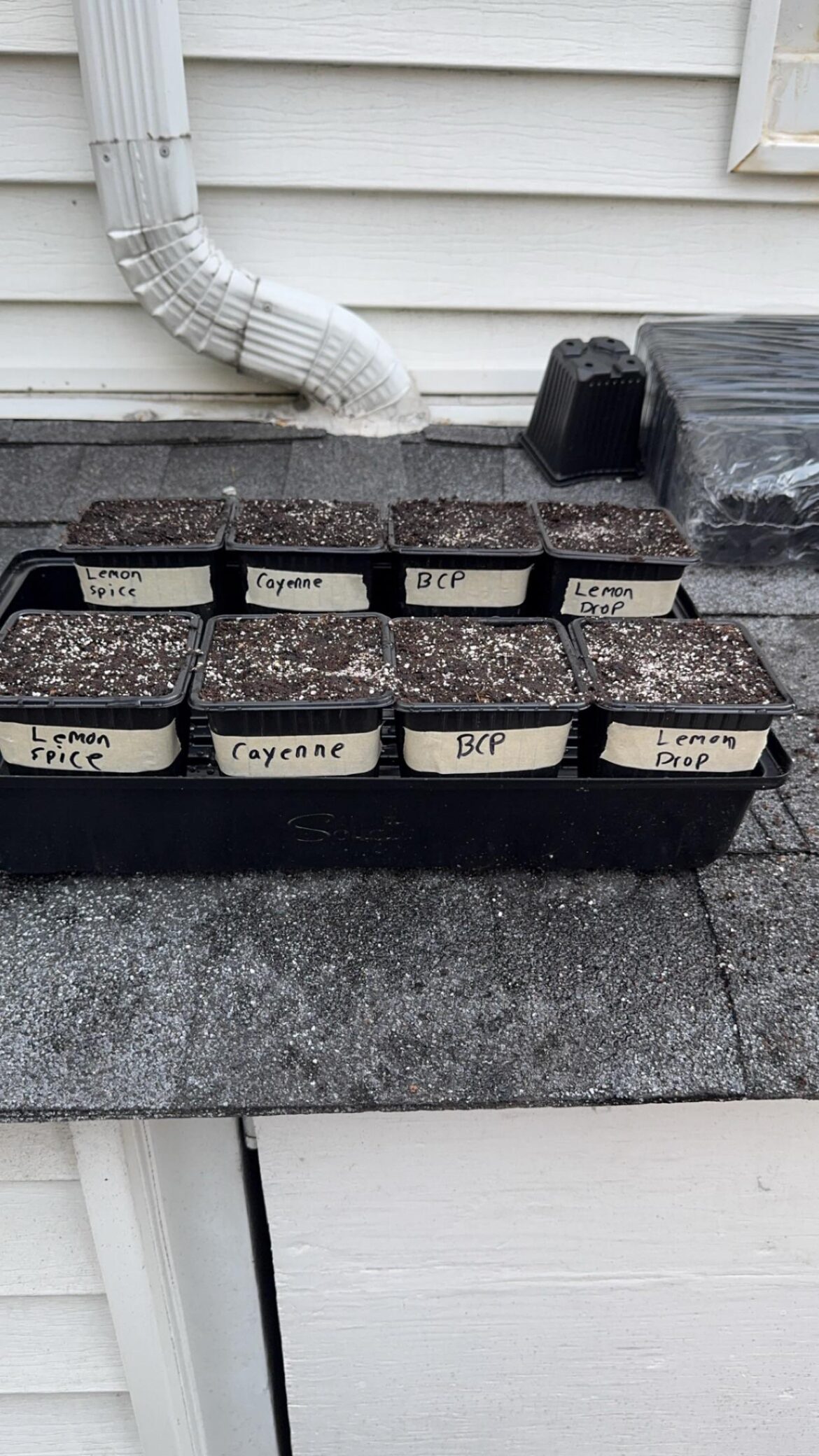 Just started my first seeds I know I’m a little behind but hopefully not to late