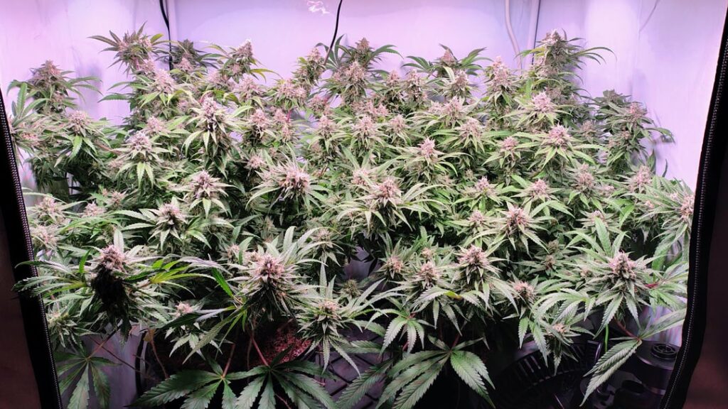 Santa Maria Week 8 of Flowering - Day 56 💯 2 Week's left 😎
