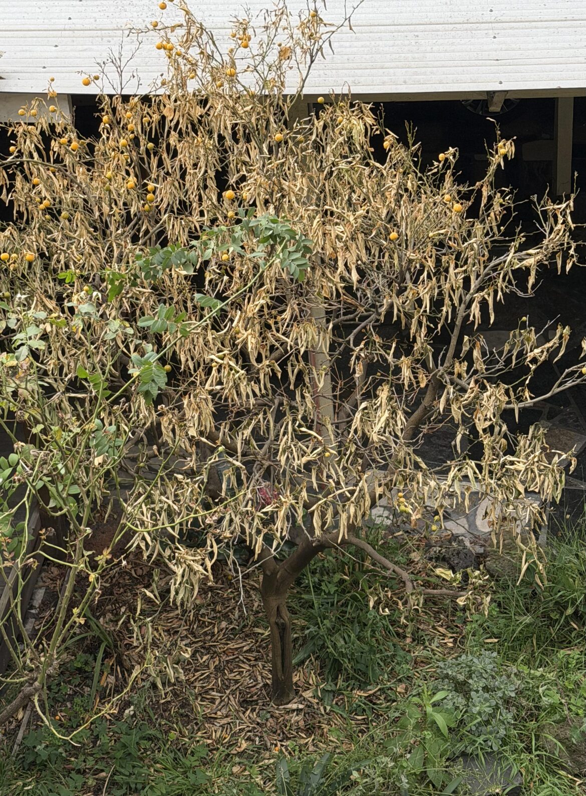 Sudden death of citrus tree Sudden death of citrus tree