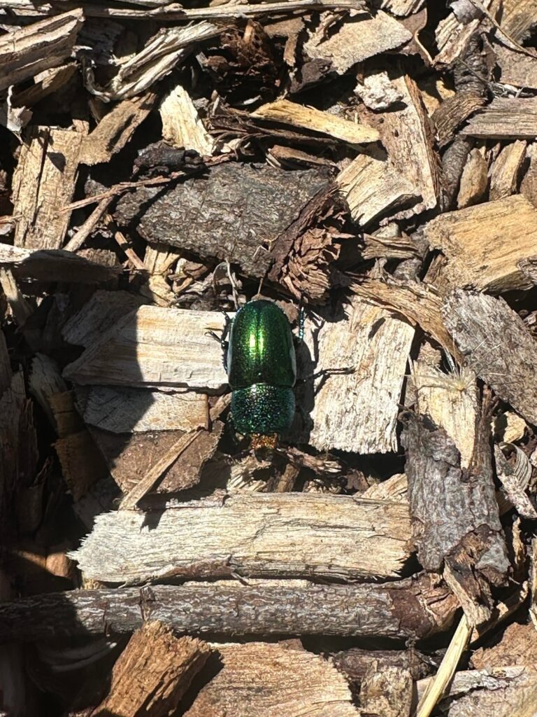 Bought a new place and started a garden from scratch. These are some of our first season’s visitors. Bought a new place and started a garden from scratch. These are some of our first season’s visitors.