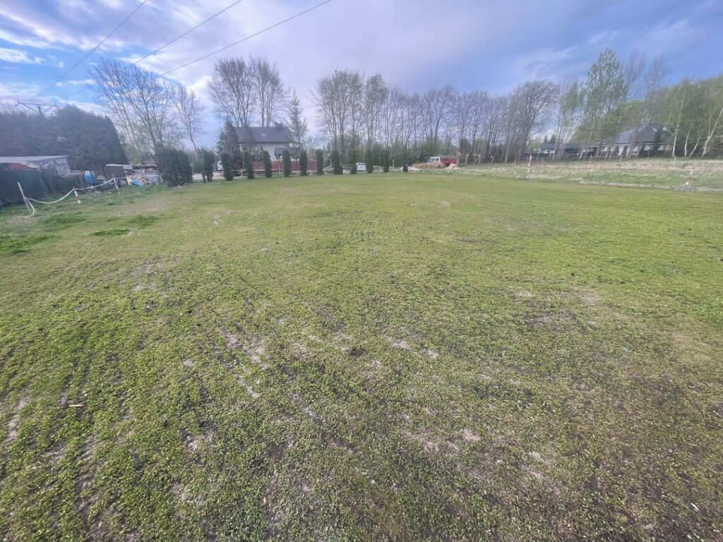 Update of my 6 months old clover lawn Update of my 6 months old clover lawn