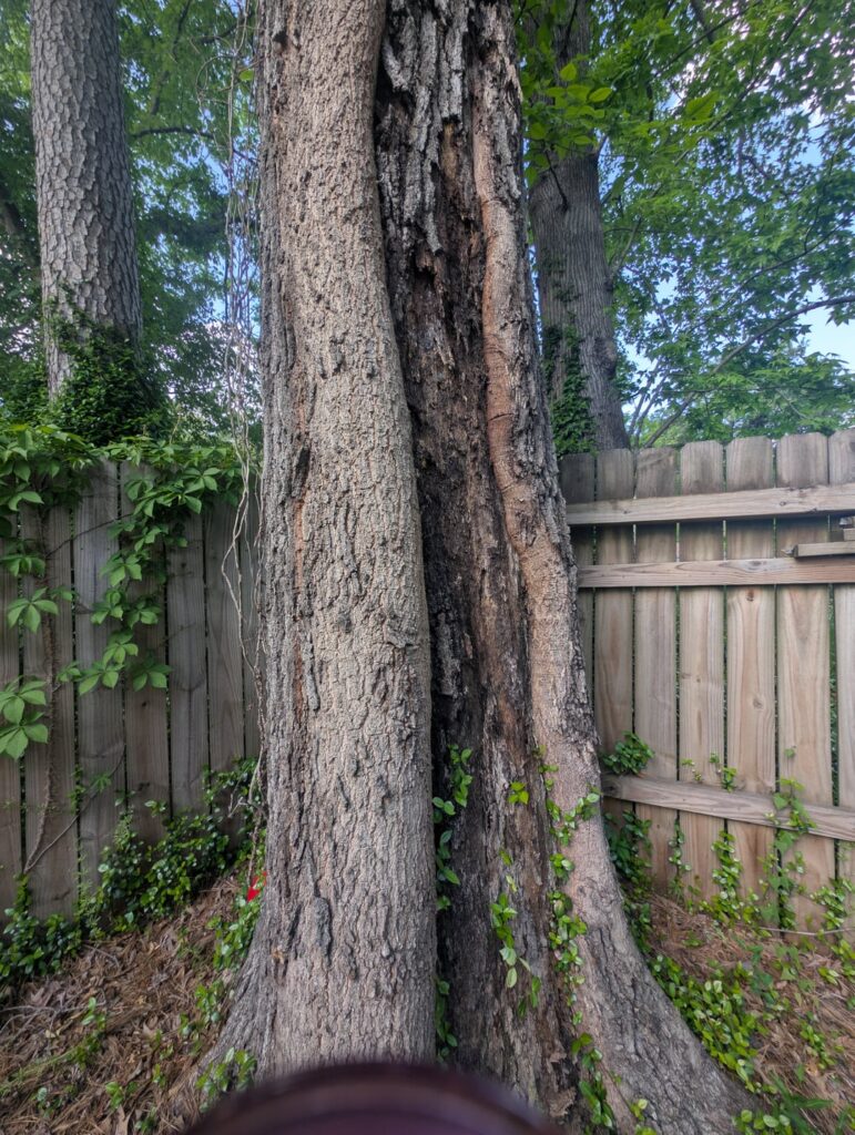 Oak tree problem?
