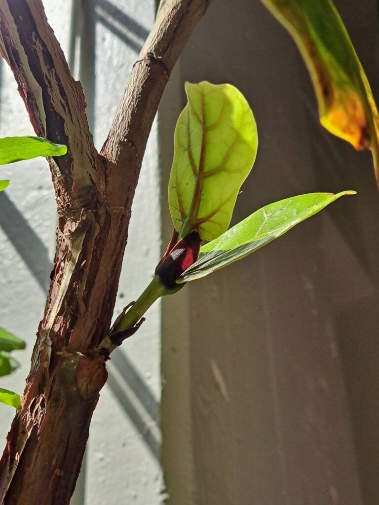 Can I prop this new branch into a new plant? Can I prop this new branch into a new plant?