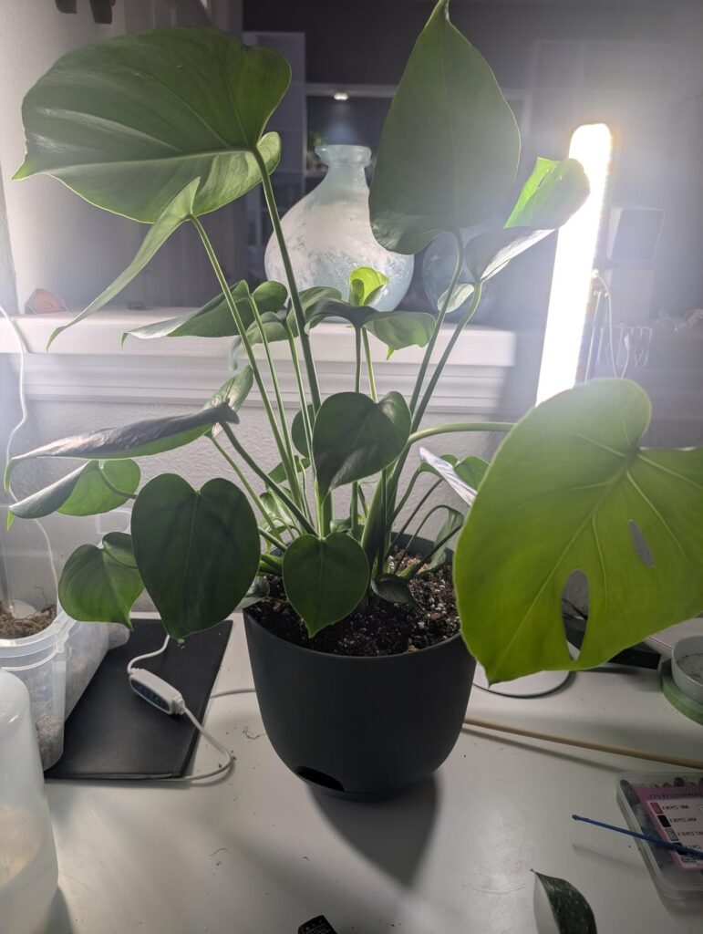 My first monstera! My first monstera!