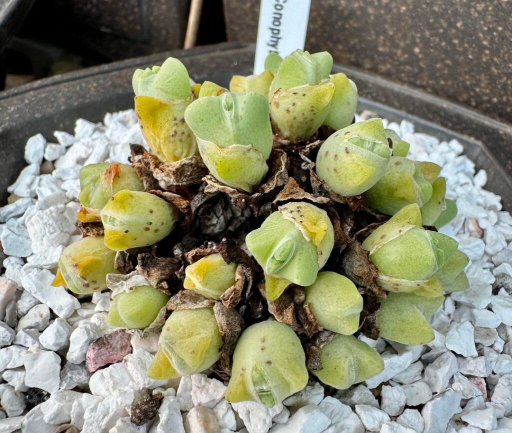 Finally some signs of dormancy here in UK