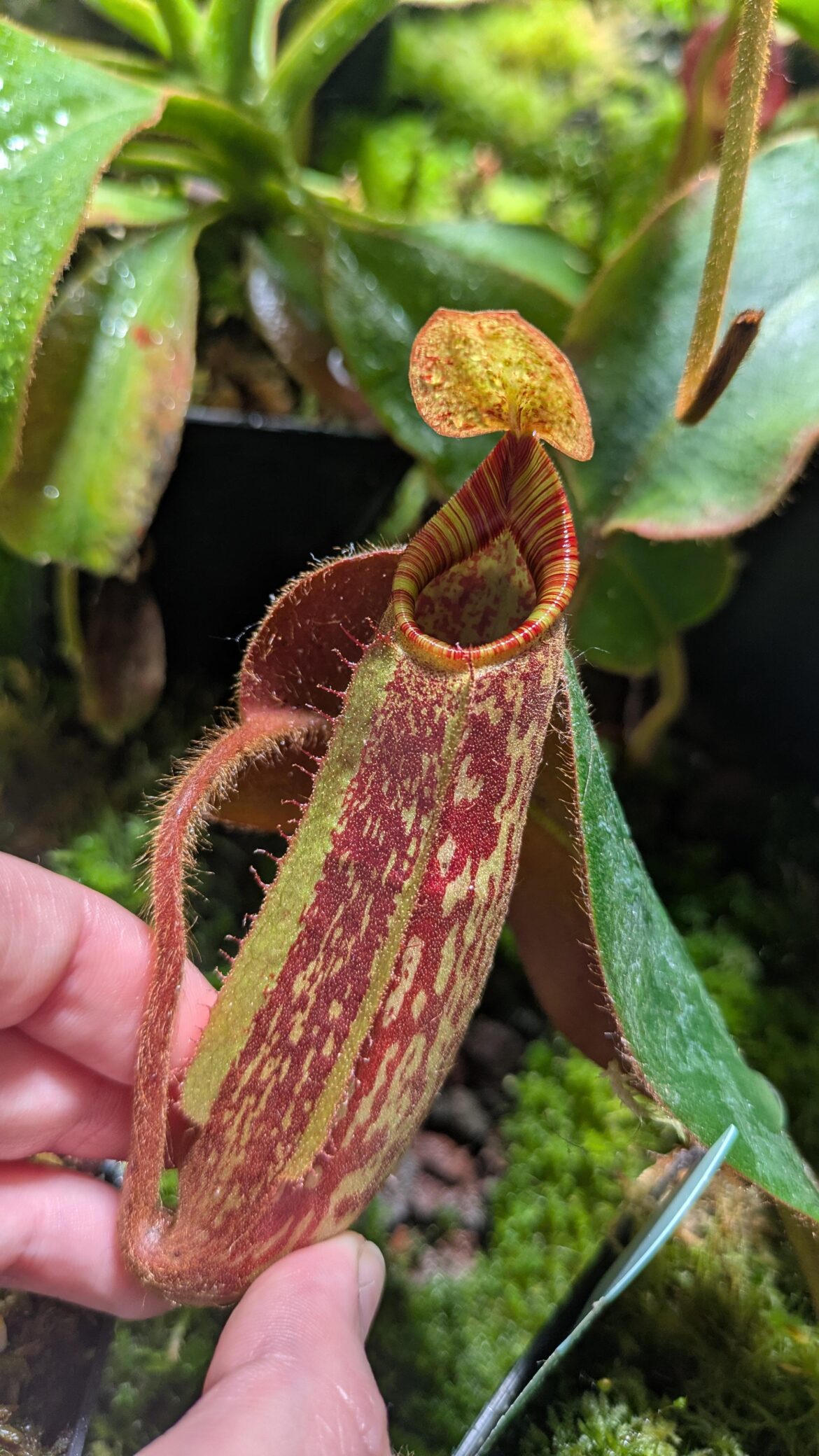 peltata x mollis AW.