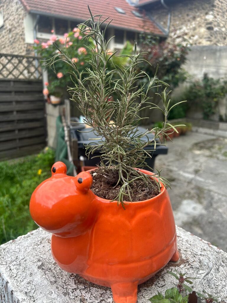 Is my outdoor rosemary dying ?