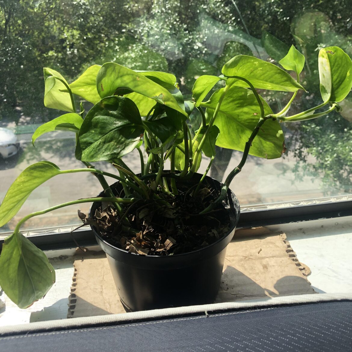 Are the leaves growing alright?