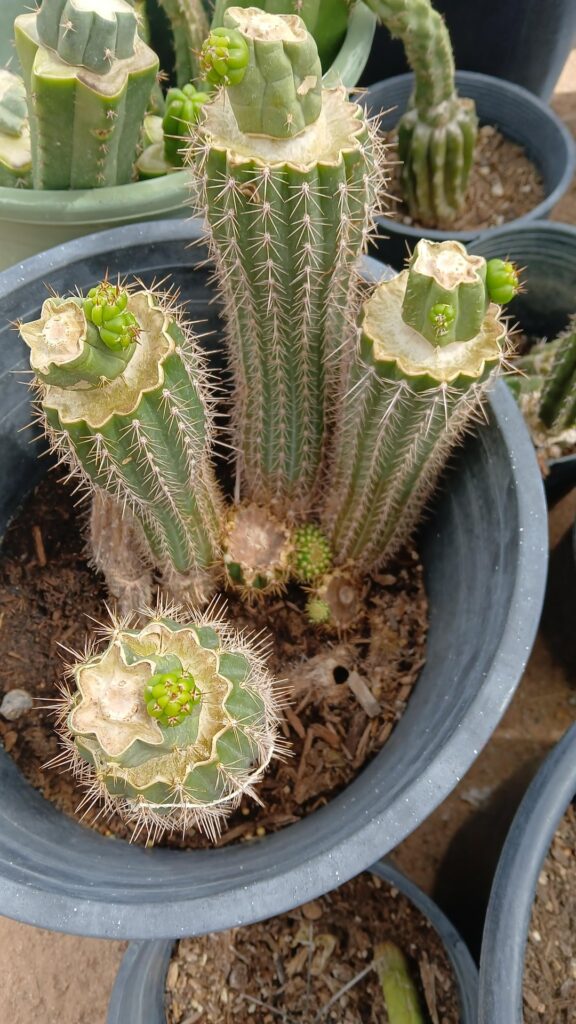 Who else is enjoying watching the spring pups!