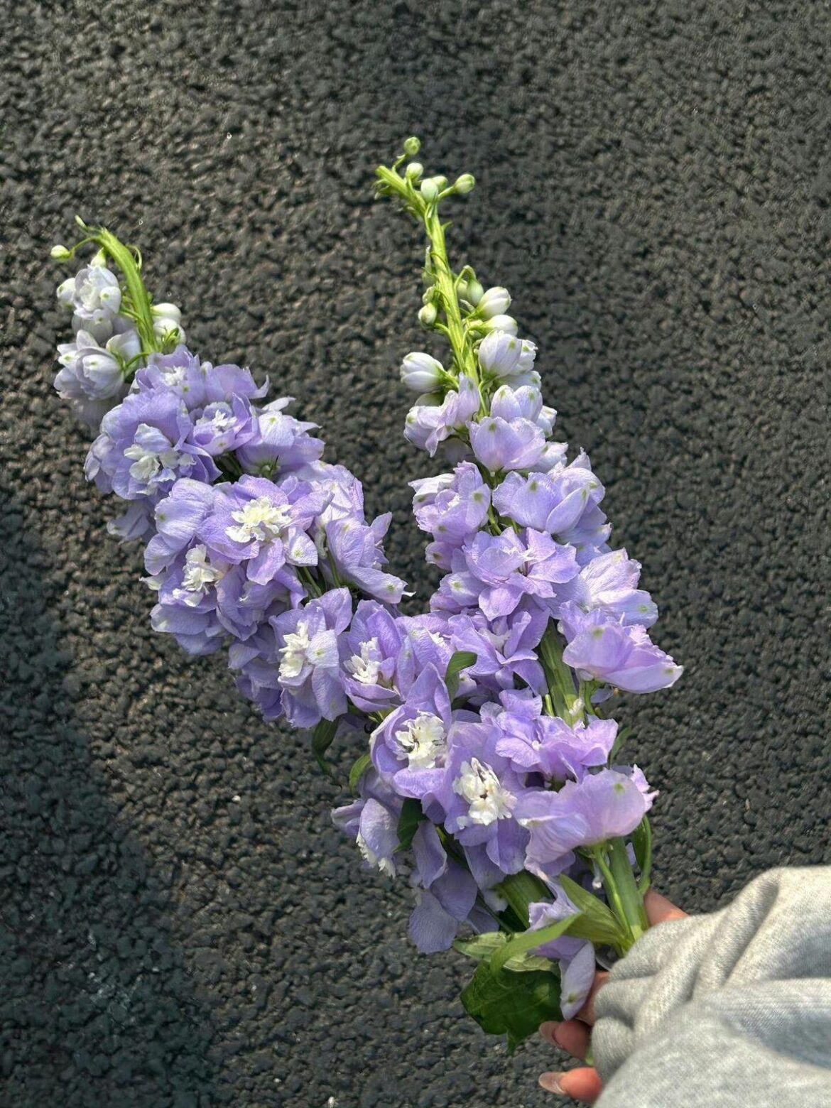 Bought myself Larkspur