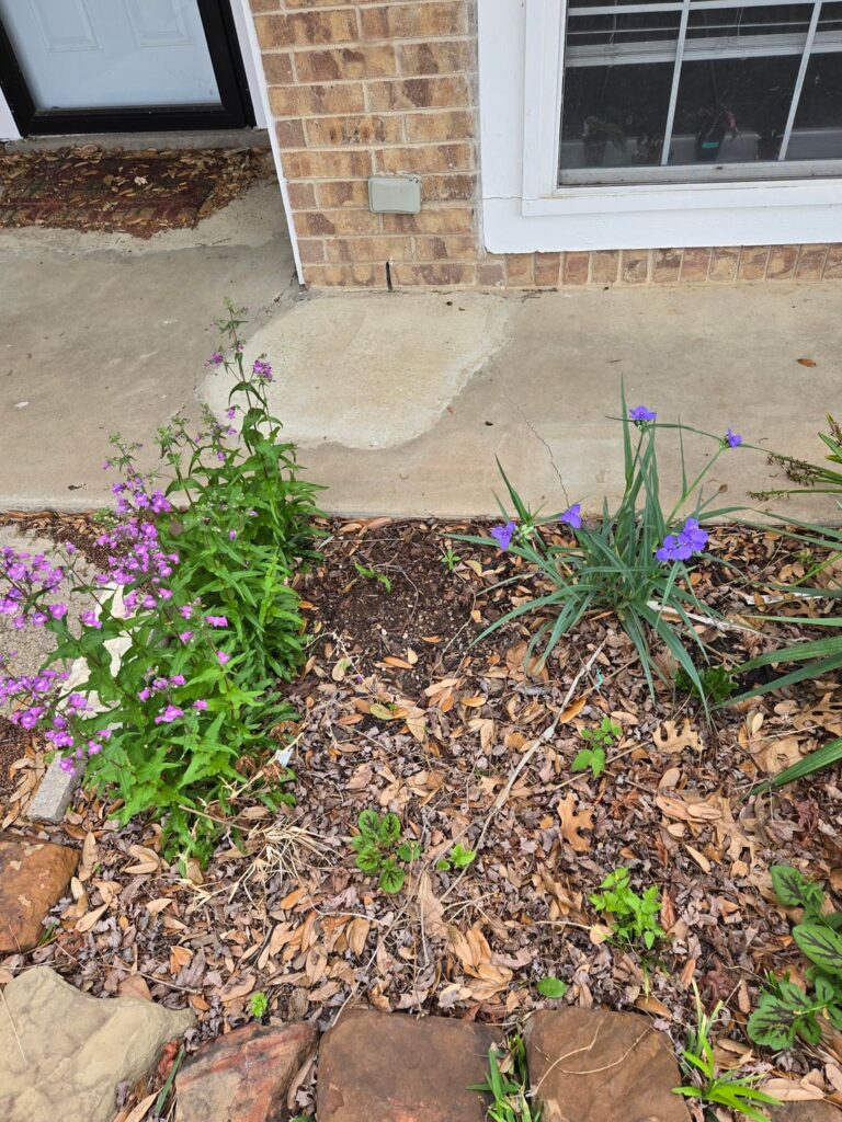 It's the Brazos Penstemon's time to shine!