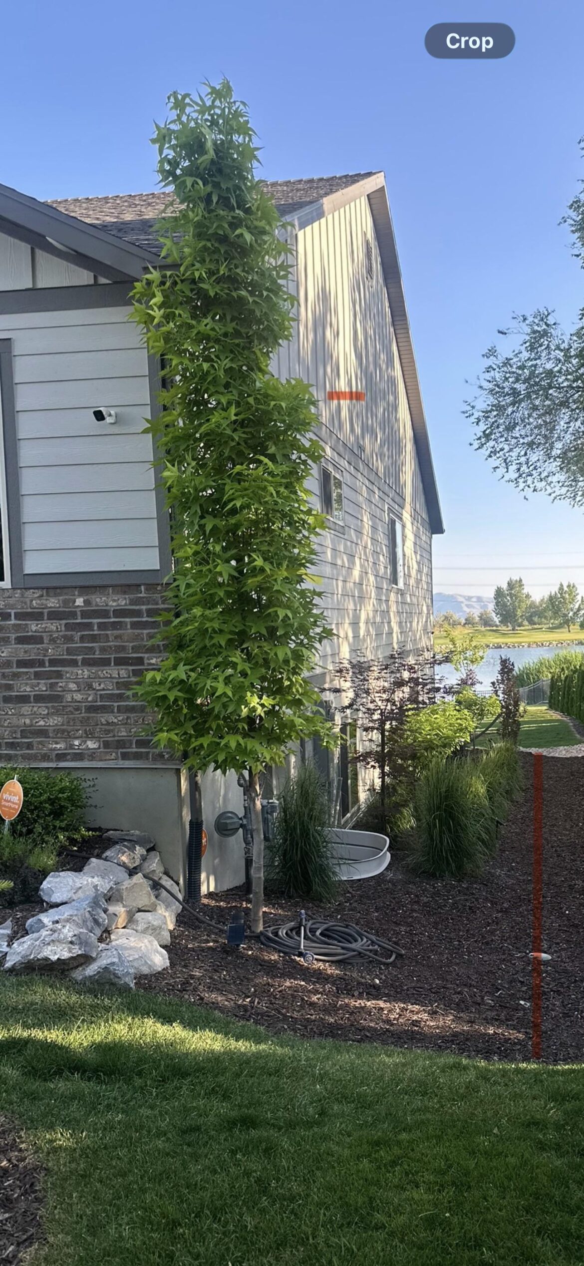 Will this tree be an issue?