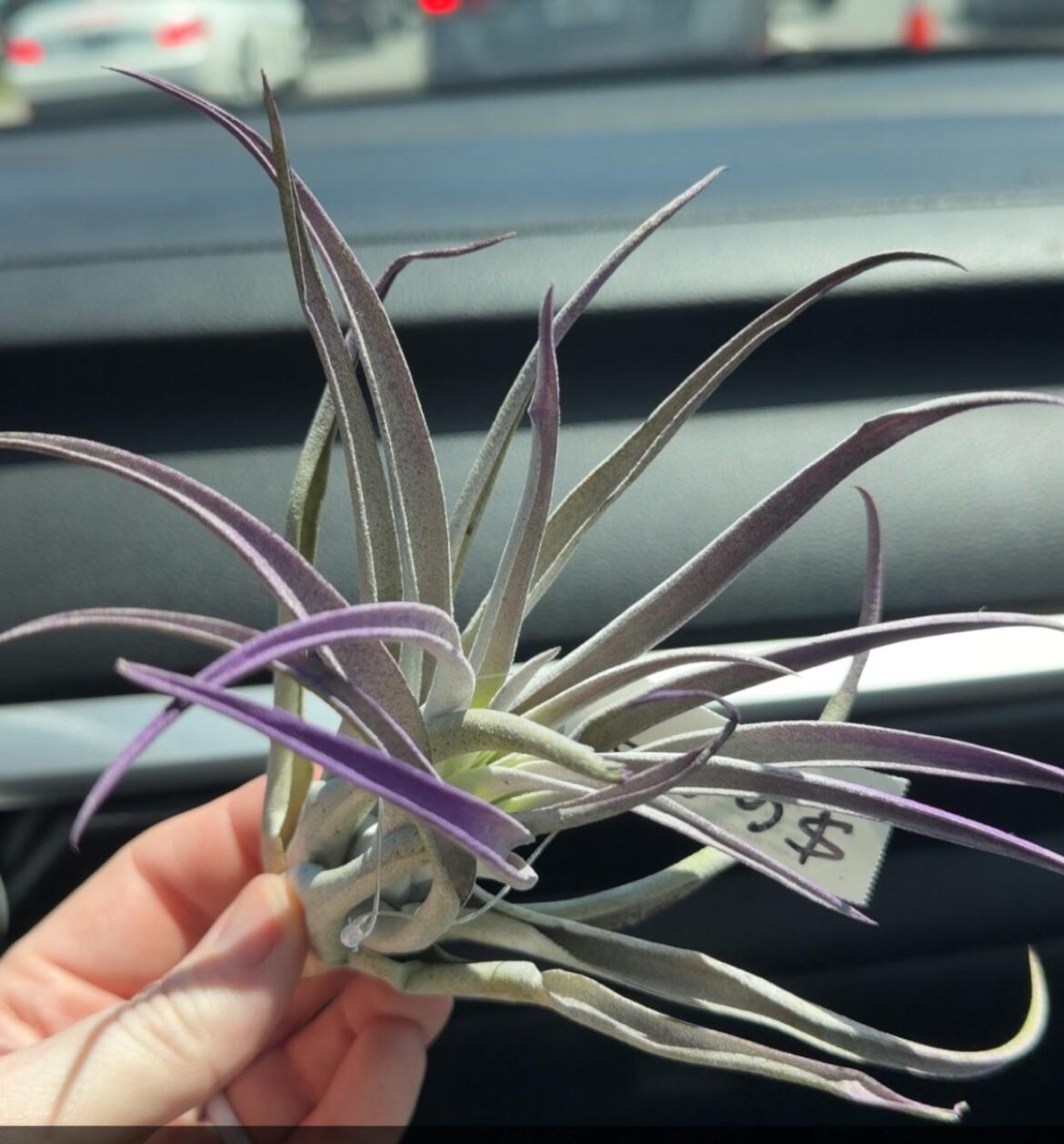 Is this real or dyed?