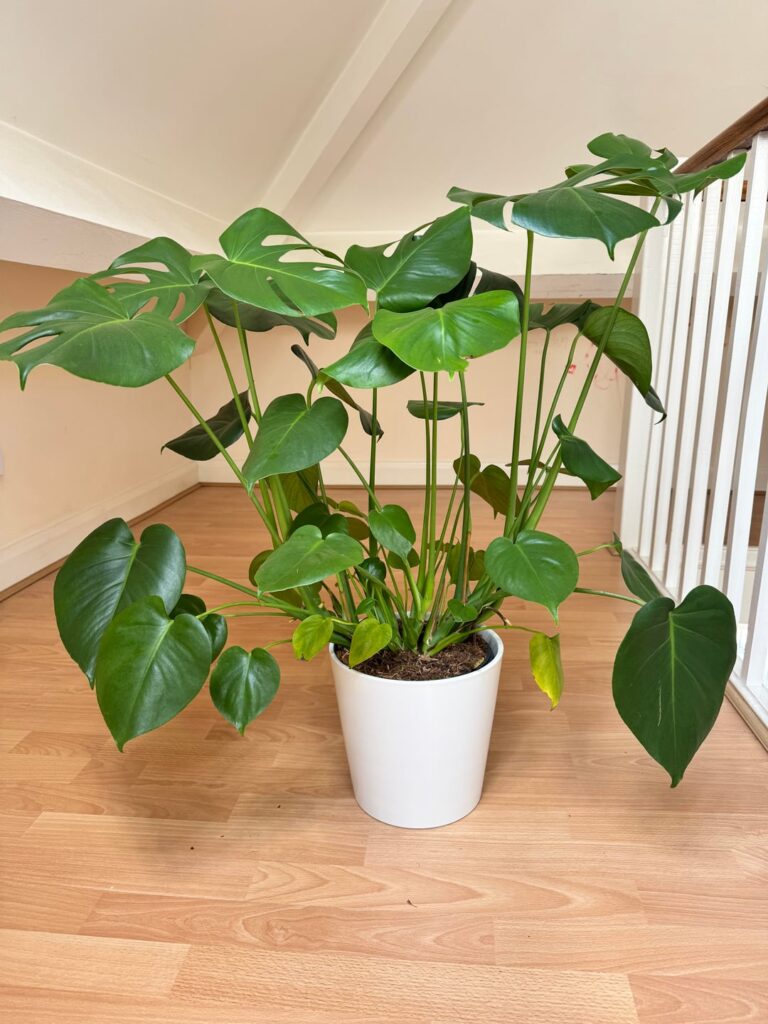 Leave, repot, divide?