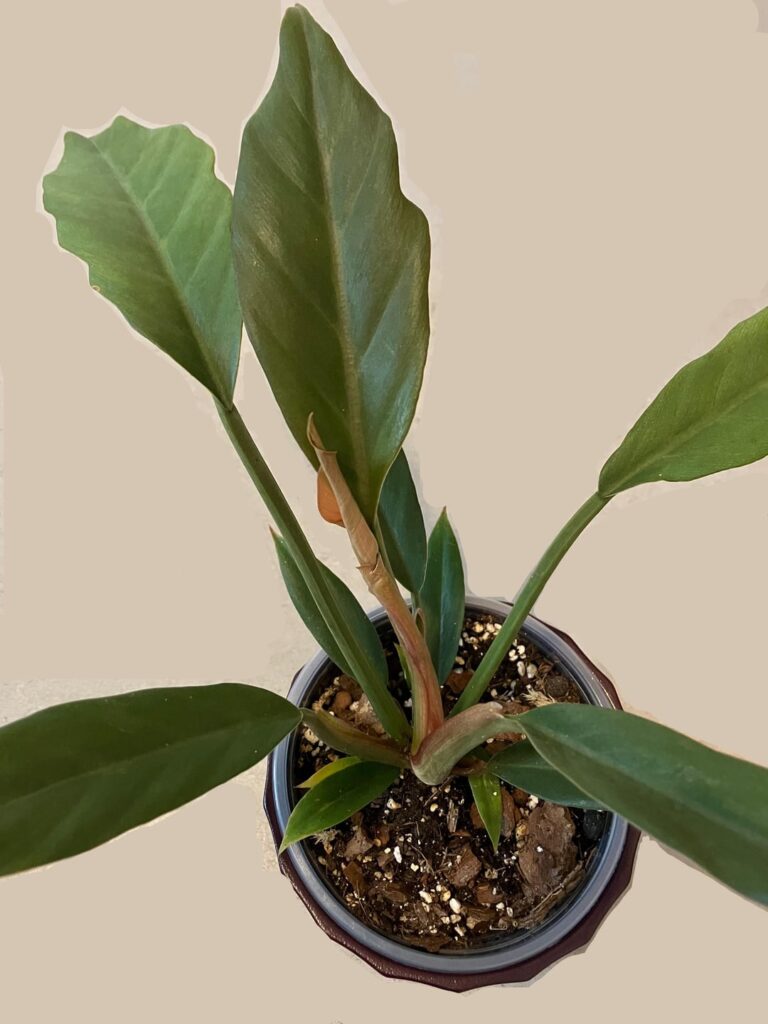 Any idea on what this one might be? Any idea on what this one might be?