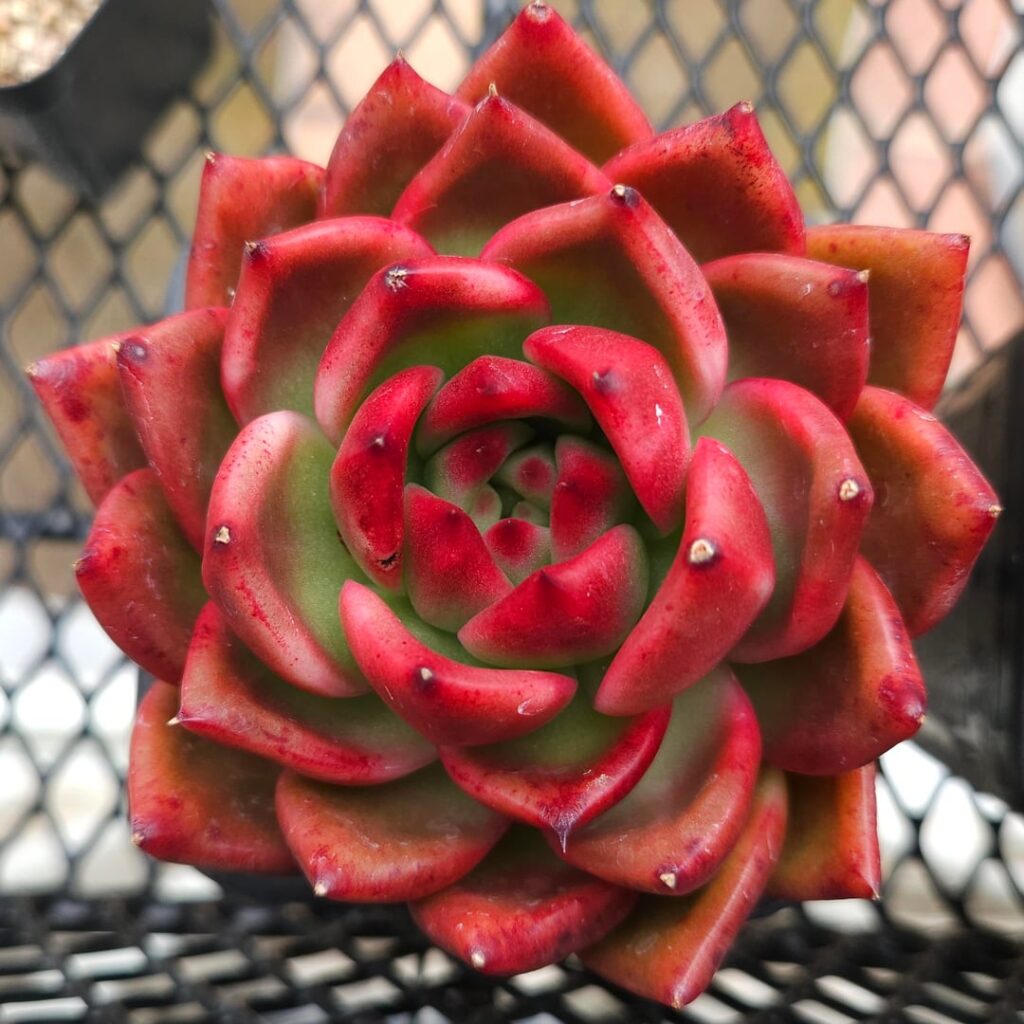 Echeveria 'Sunkist'