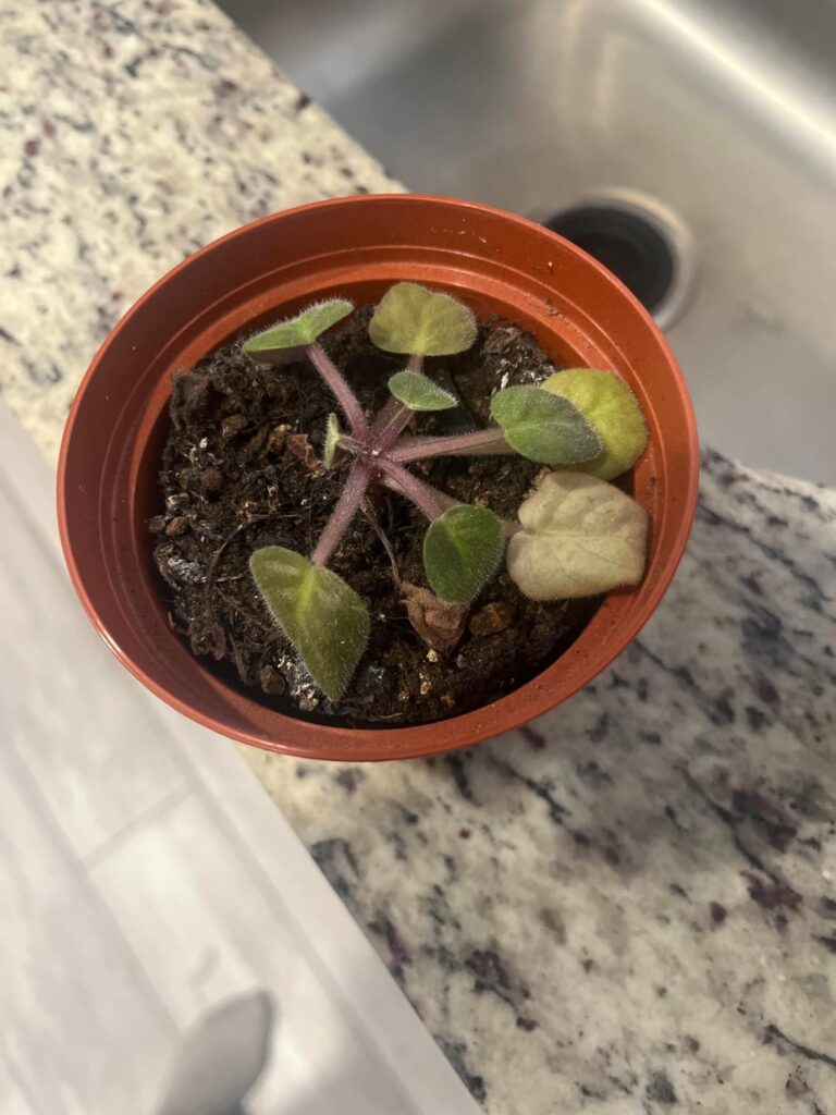 Rehab plant progress!