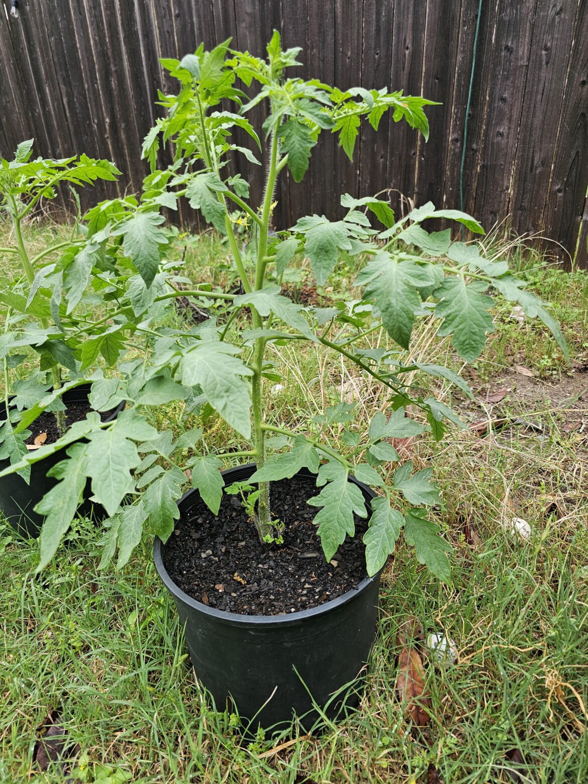 Plant Trade
