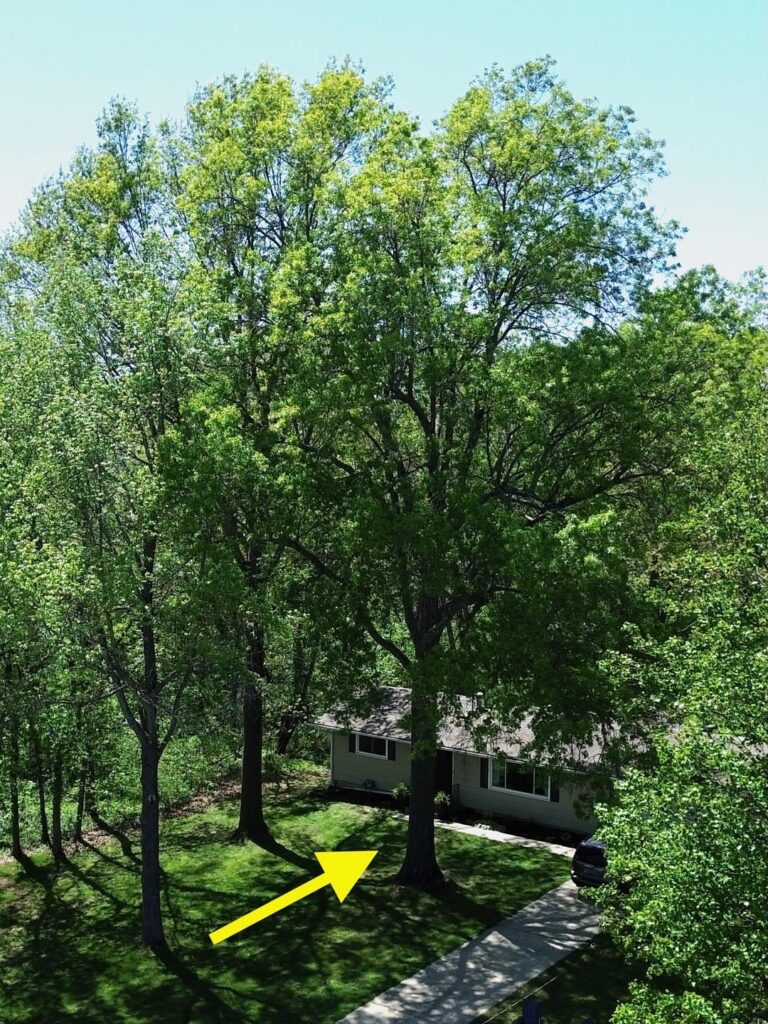 Big Tree showing signs of Big Trouble? Help! Big Tree showing signs of Big Trouble? Help!