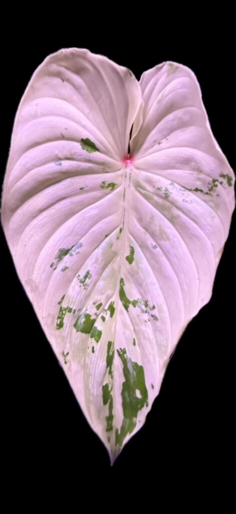 Update on variegated plowmanii newest leaf