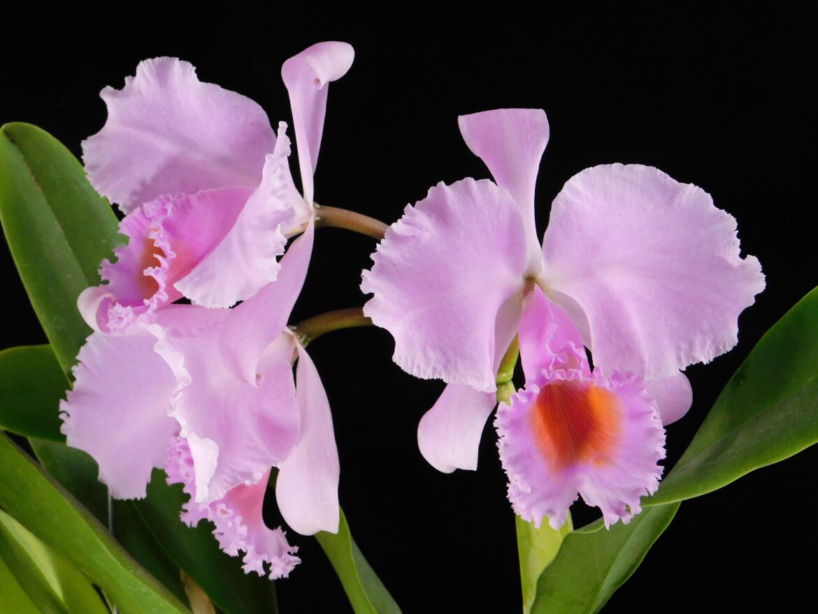 Cattleya schroederae 'Dark Rose' x '4N'