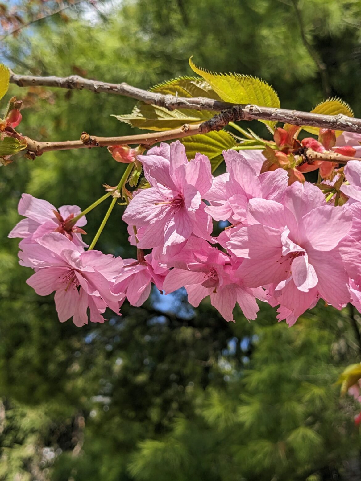 Spring blossoms of a Japanese Cherry tree (Prunus serrulata 'Kanzan')