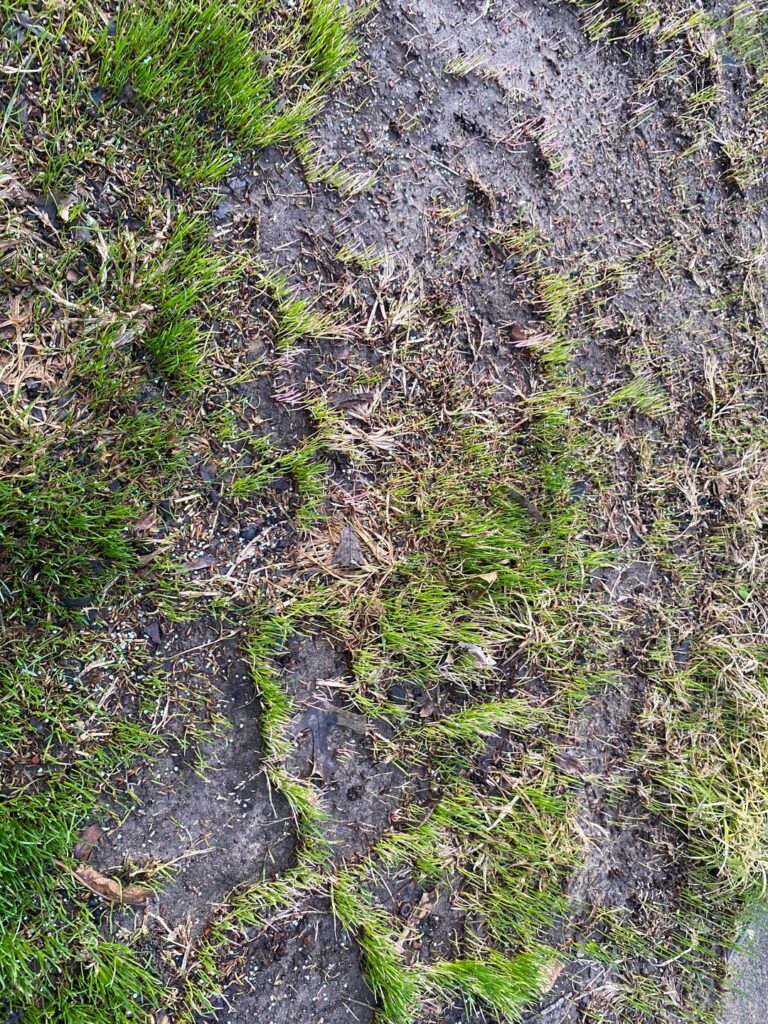ZONE 6B: I dropped seed a couple weeks ago, and the germination is patchy. Do I need more patience, or more seed?