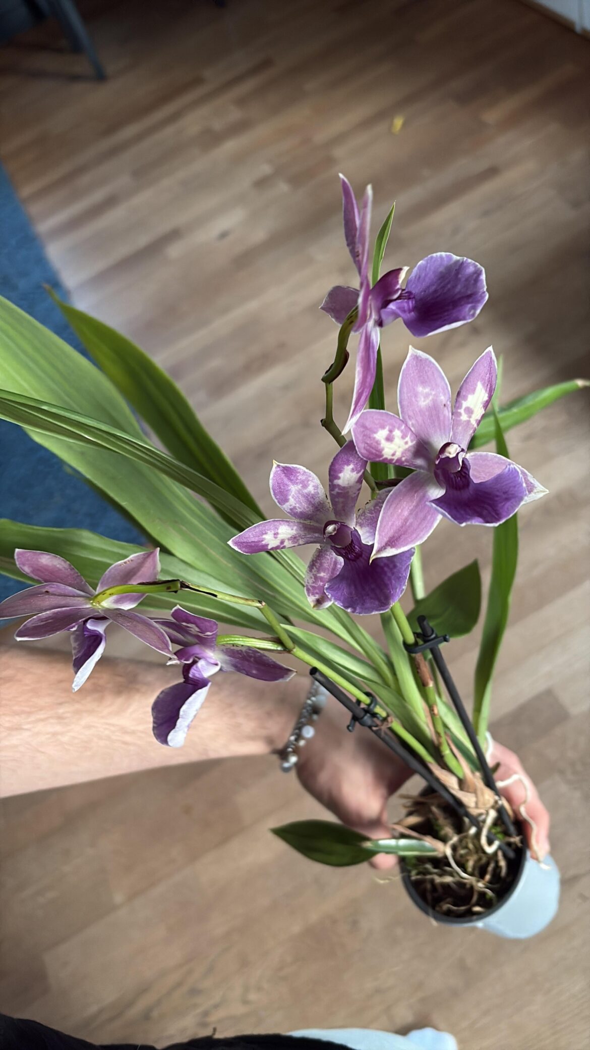 What Type of orchid is this?