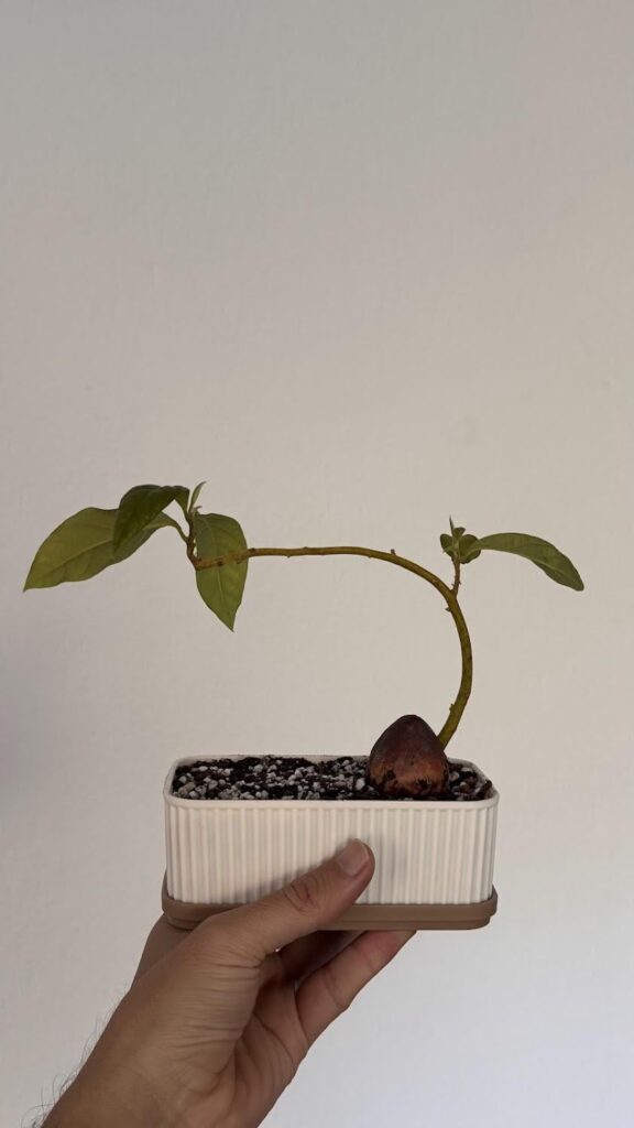 1-year avo feedback welcome