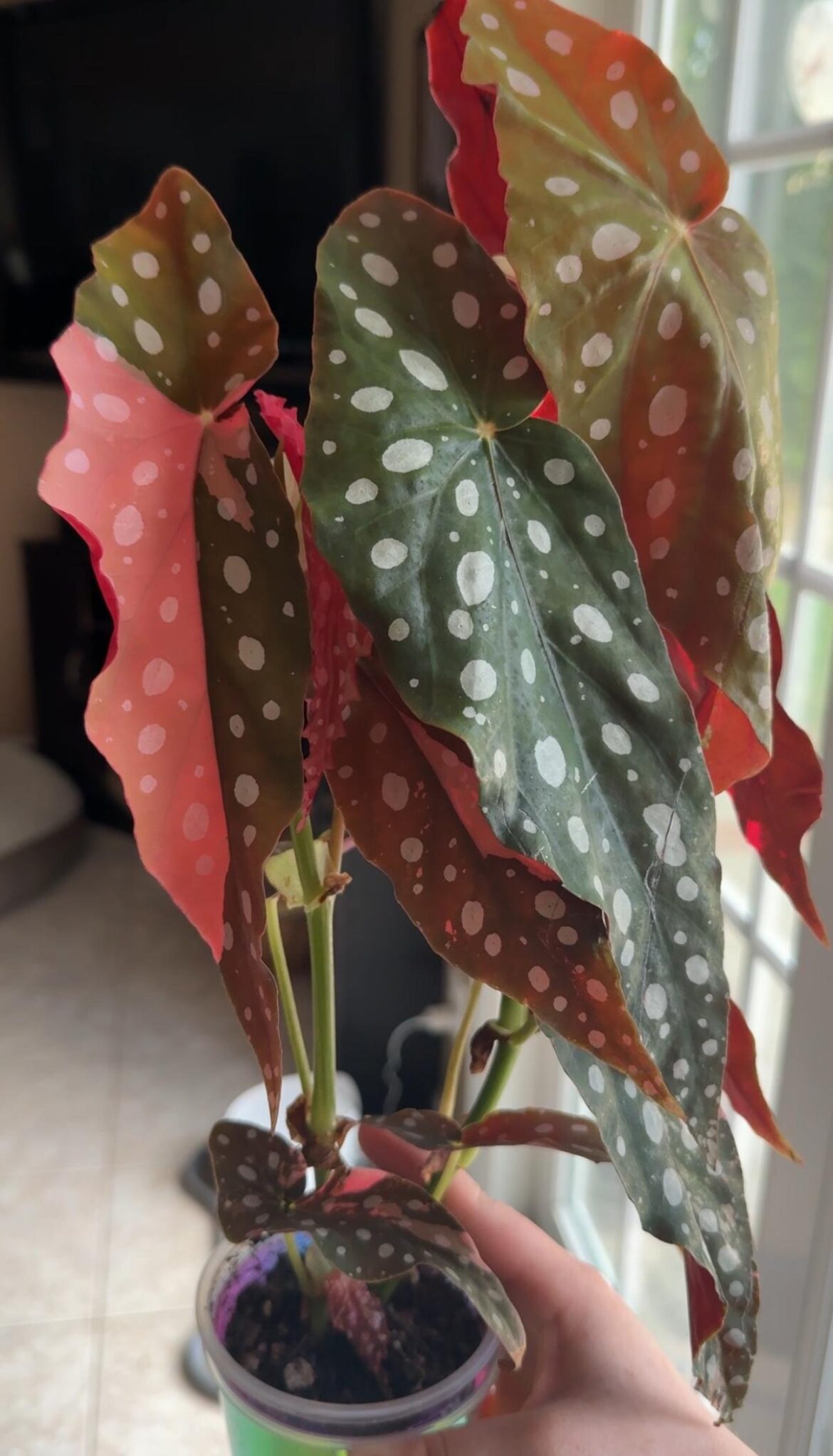 Maculata Pink Variegated 🩷