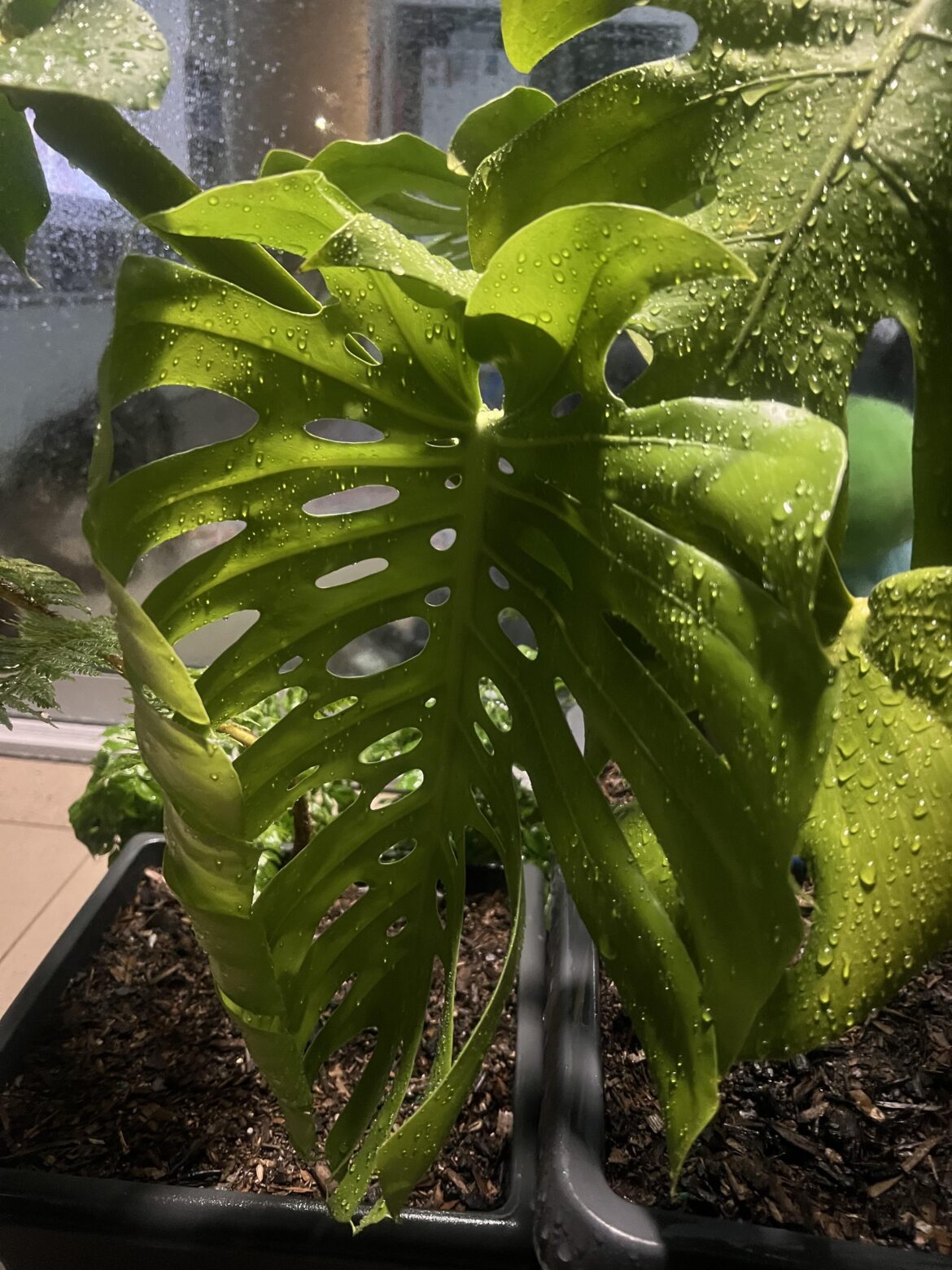 This new leaf! I’m obsessed